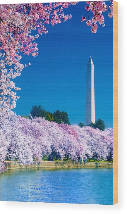 Cherry Blossoms Wood Print featuring the photograph Cherry Blossoms by Don Lovett