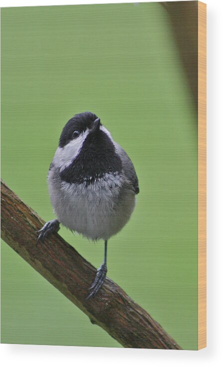 Chickadee Wood Print featuring the photograph Chic a DDD by Cathie Douglas