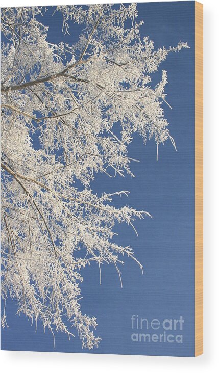 Frosty Day Wood Print featuring the photograph Chinese blue lace by Julie Lueders 