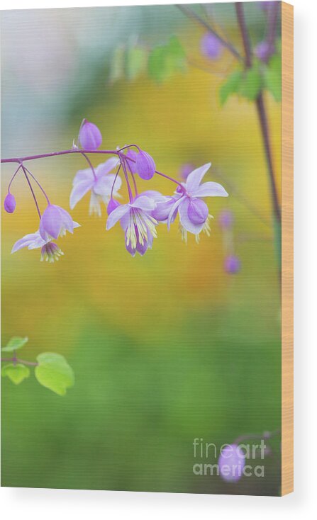 Chinese Meadow Rue Wood Print featuring the photograph Chinese Meadow Rue by Tim Gainey