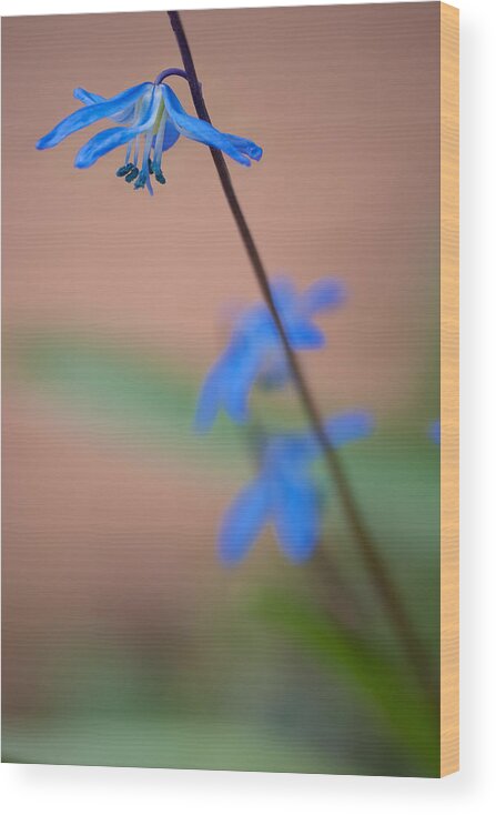 April Wood Print featuring the photograph Chionodoxa by Andreas Freund