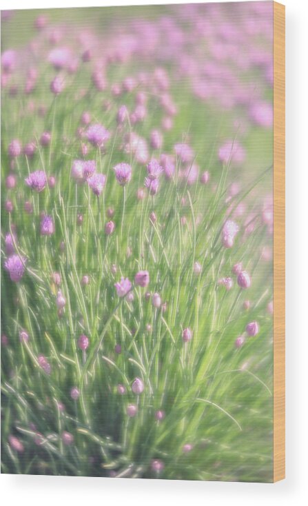Chive Wood Print featuring the photograph Chives by Jennifer Grossnickle
