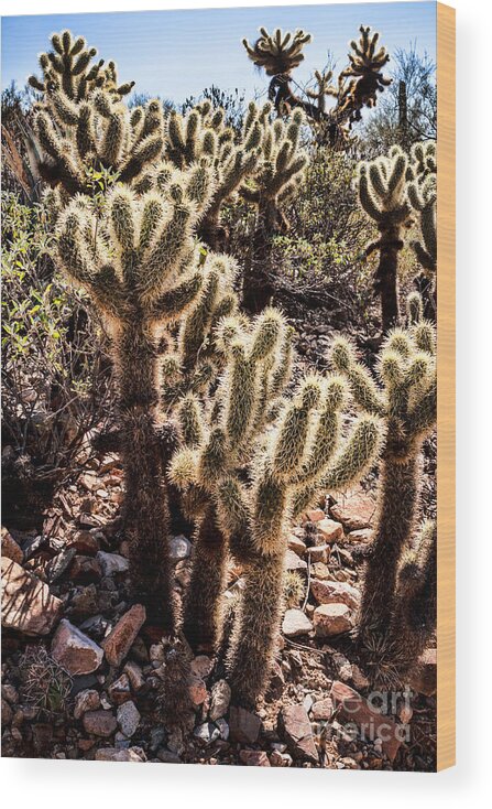 Arid Wood Print featuring the photograph Cholla Cacti by Lawrence Burry