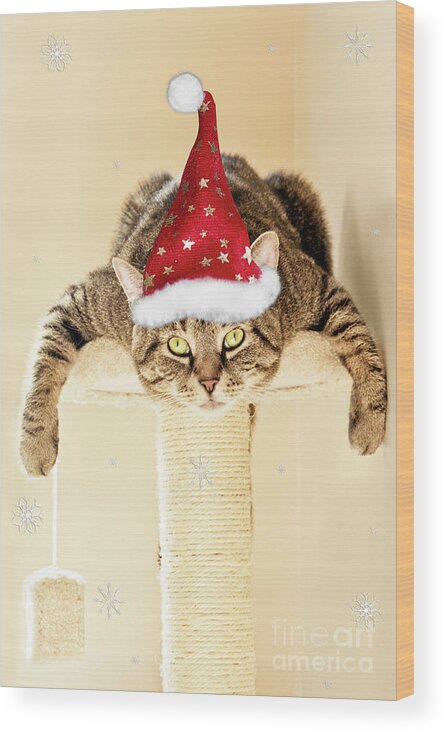Gizmo Wood Print featuring the photograph Christmas Splat Cat by Terri Waters