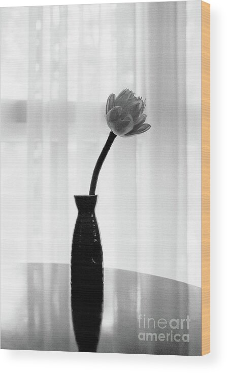 Lotus Wood Print featuring the photograph Classic White Lotus Flower in Vase by Dean Harte