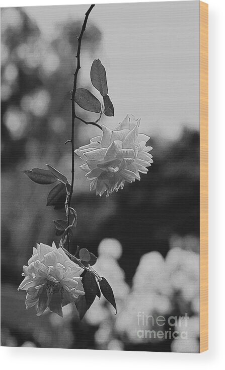 Roses Wood Print featuring the photograph Climbing Roses by Cassandra Buckley