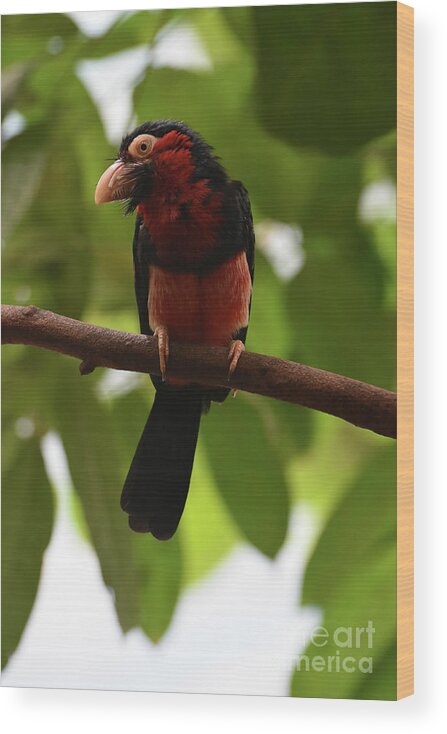 Bearded-barbet Wood Print featuring the photograph Close Up Look at a Bearded Barbet Bird in a Tree by DejaVu Designs