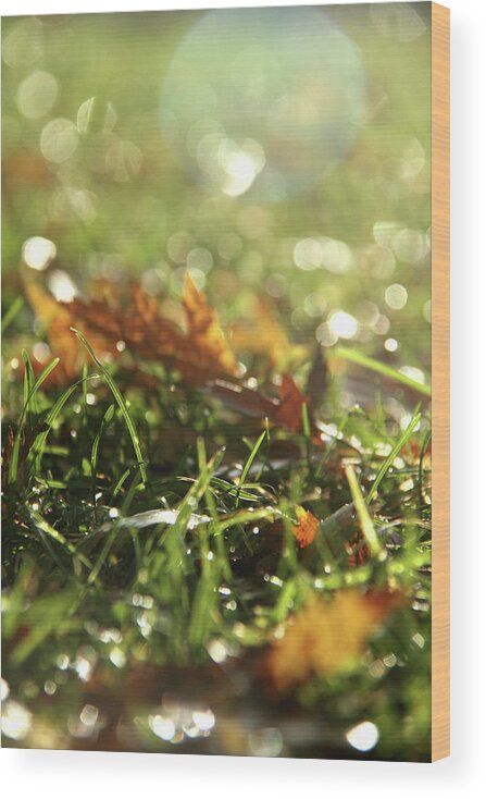 Dry Wood Print featuring the photograph Close-up of dry leaves on grass, in a sunny, humid autumn morning by Emanuel Tanjala