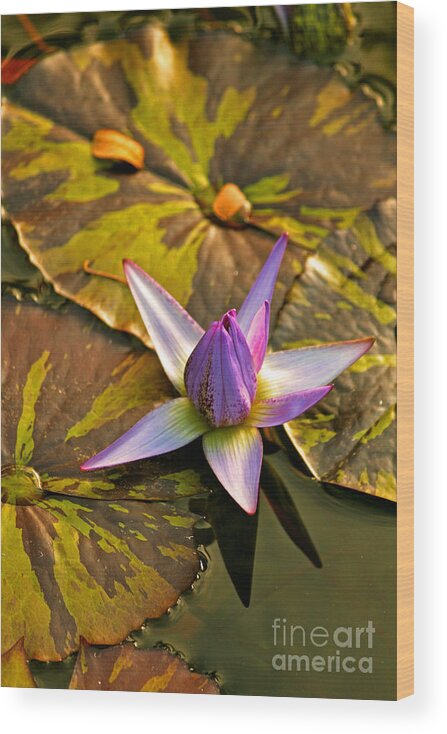 Lotus Wood Print featuring the photograph Closing for the Night by Michael Cinnamond