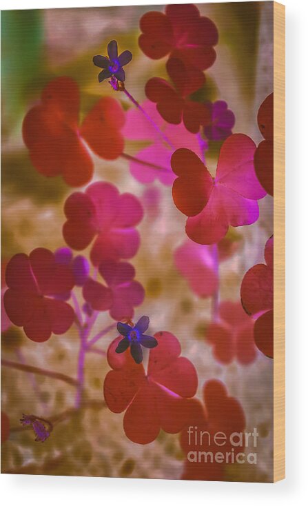 Summer Floral Wood Print featuring the photograph Clover - abstract by Claudia M Photography