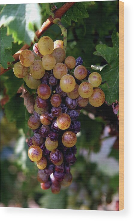 Grape Wood Print featuring the photograph Cluster Of Ripe Grapes by Amos Dor