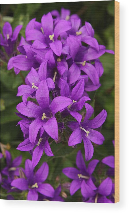Flower Wood Print featuring the photograph Clustered Bellflower by Lyle Hatch