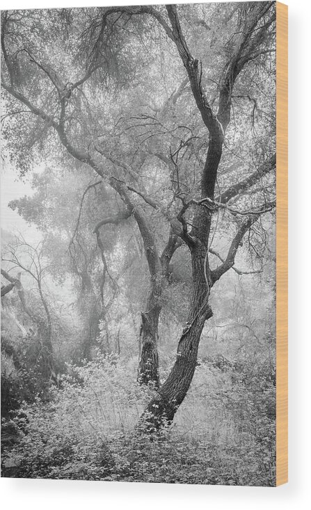 Rancho Bernardo Wood Print featuring the photograph Coast Live Oaks in Morning Fog by Alexander Kunz
