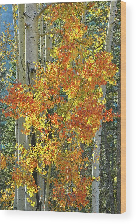 Colorado Wood Print featuring the photograph Colorful Aspen along Million Dollar Highway by Ray Mathis