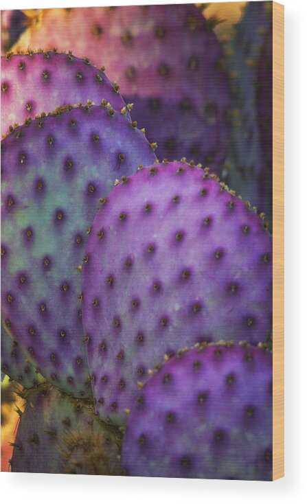 Cactus Pads Wood Print featuring the photograph Colorful Rainbow of Cactus Pads by Saija Lehtonen
