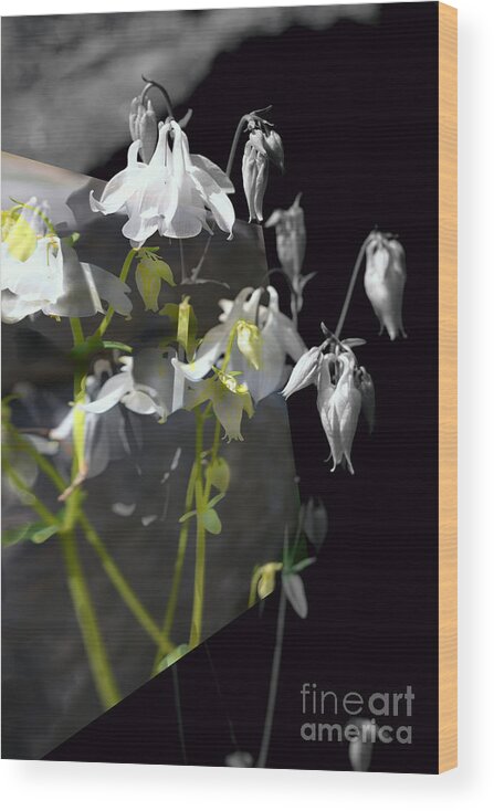 Columbine Flower Wood Print featuring the photograph Columbine Shades of Grey by Elaine Hunter
