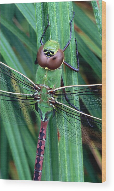Dragonfly Wood Print featuring the photograph Common Green Darner by Bill Morgenstern