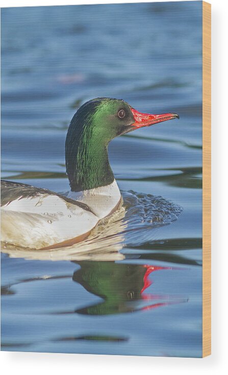 Mark Miller Photos Wood Print featuring the photograph Common Merganser Profile by Mark Miller