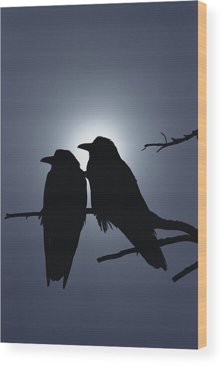 Mp Wood Print featuring the photograph Common Raven Pair Perching by Michael Quinton