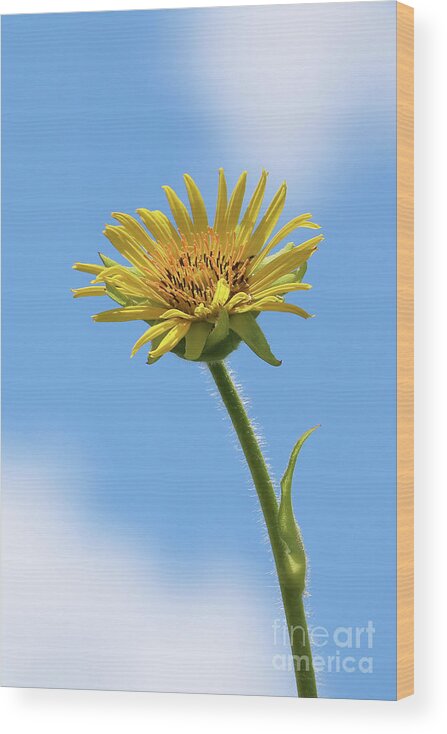 Compass Plant Wood Print featuring the photograph Compass Plant by Anita Oakley