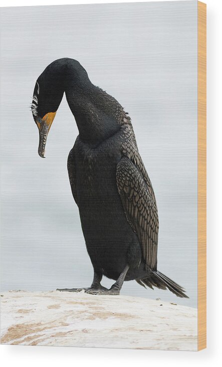 Double Crested Cormorant Wood Print featuring the photograph Contemplation by Mark Harrington