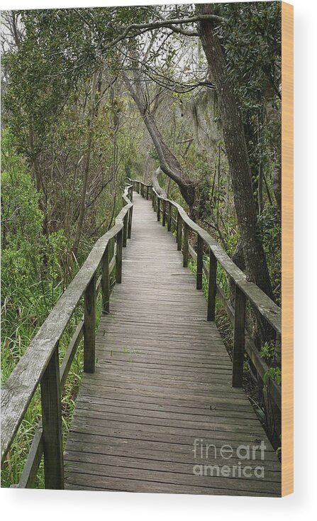 Audobon Wood Print featuring the photograph Corkscrew Boardwalk by Thomas Marchessault