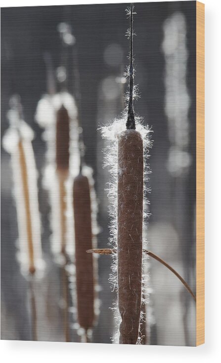 Corn Dog Grass Wood Print featuring the photograph Corn Dog Grass -- Cattails at Santa Margarita Lake, Santa Margarita, California by Darin Volpe