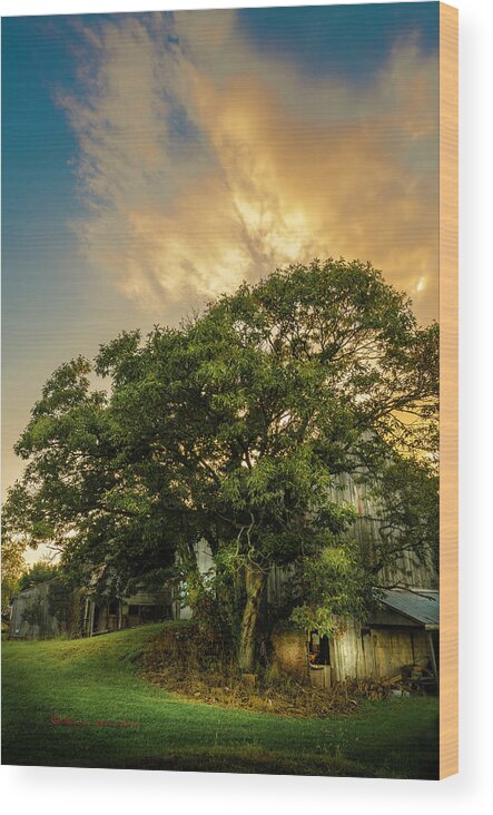 Barn Wood Print featuring the photograph Corner Oak by Marvin Spates