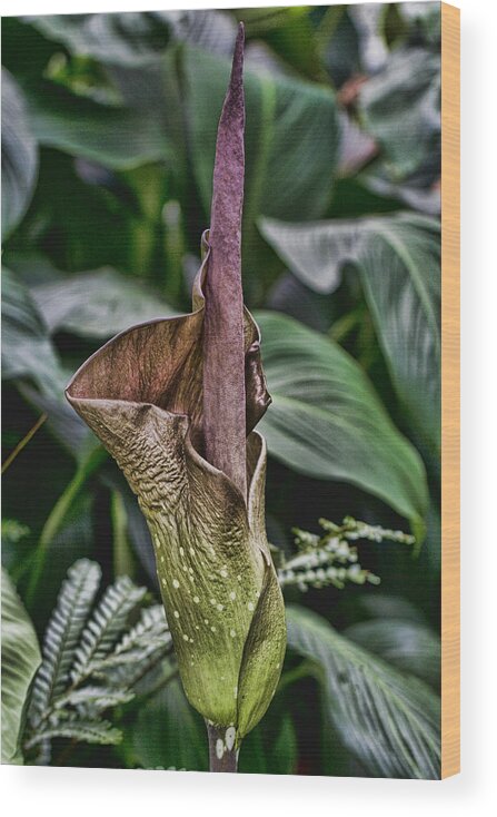 Corpse Flower Wood Print featuring the photograph Corpse Flower by Douglas Barnard