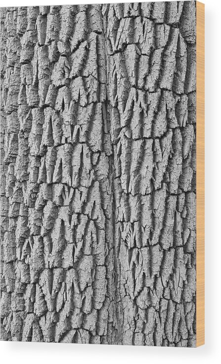 Texture Prints Wood Print featuring the photograph Cottonwood Tree Texture Black and White Print by James BO Insogna