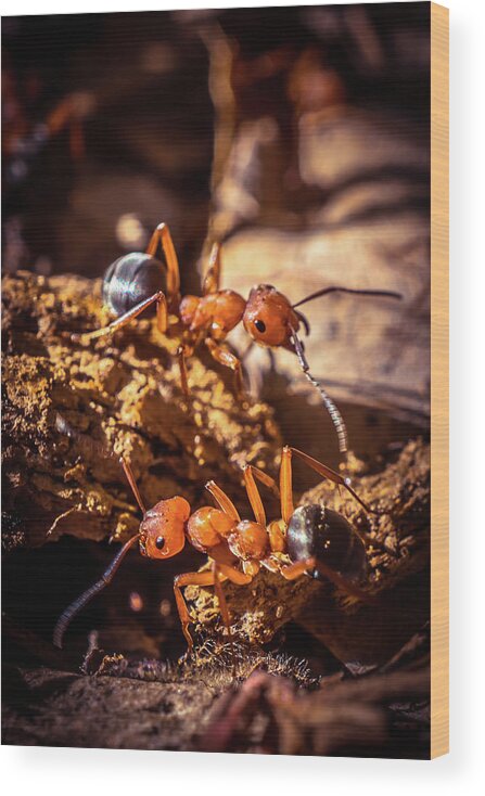 Ant Wood Print featuring the photograph Couple of Ants by Lilia S