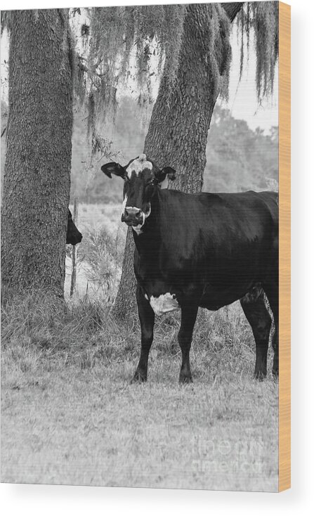 Spanish Moss Wood Print featuring the photograph Cow Gaze, Black and White by Liesl Walsh