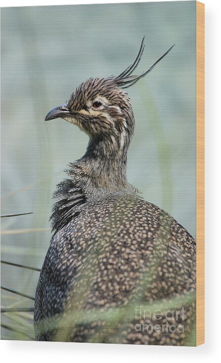 Crested Tinamou Wood Print featuring the photograph Crested Tinamou by Karol Livote