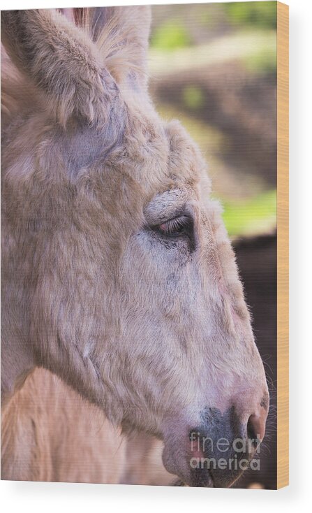 Donkey Wood Print featuring the photograph Cripple Creek Donkey by Lynn Sprowl