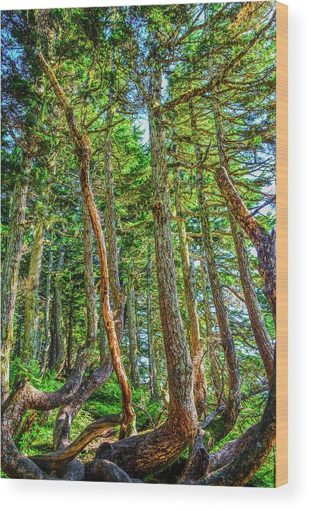 Nature Wood Print featuring the photograph Crooked Trees of Mt Roberts by Jason Brooks