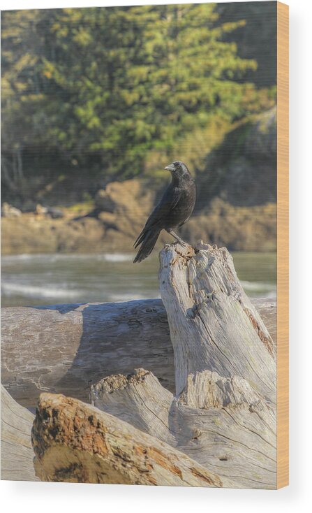 Crow Wood Print featuring the photograph Crow on Driftwood 0683 by Kristina Rinell