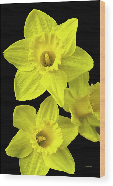 Daffodils Wood Print featuring the photograph Daffodils by Christina Rollo