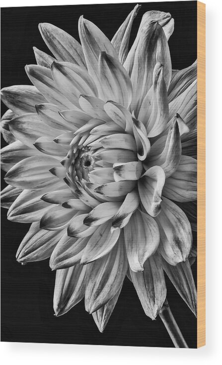 Vertical Wood Print featuring the photograph Dahlia Beauty In Black And White by Garry Gay