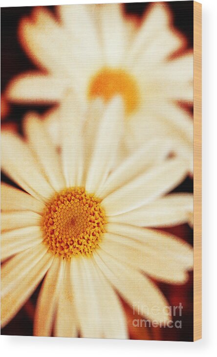 Close Up Wood Print featuring the photograph Daisies by Silvia Ganora
