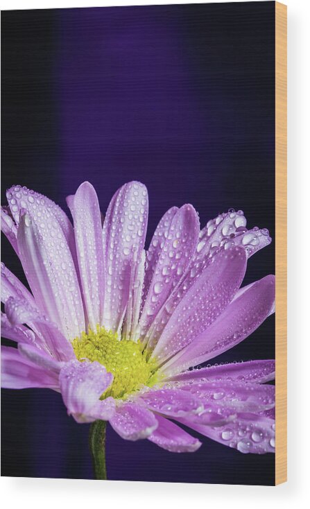 Daisy Wood Print featuring the photograph Daisy After the Rain by Tammy Ray