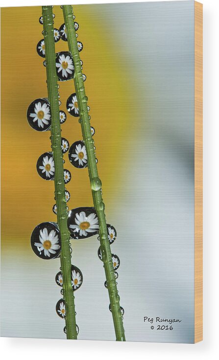 Flower Wood Print featuring the photograph Daisy Dew by Peg Runyan