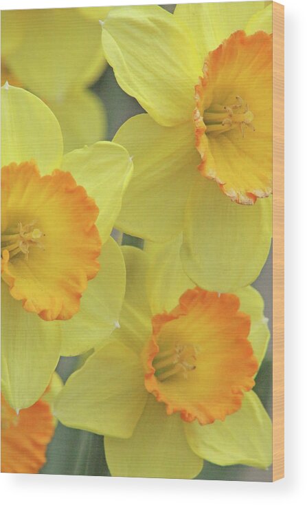 Daffodil Wood Print featuring the photograph Dallas Daffodils 24 by Pamela Critchlow