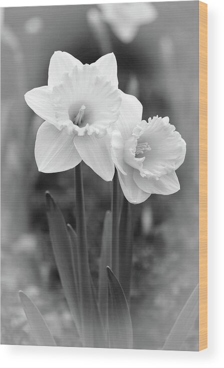 Daffodil Wood Print featuring the photograph Dallas Daffodils 77 by Pamela Critchlow