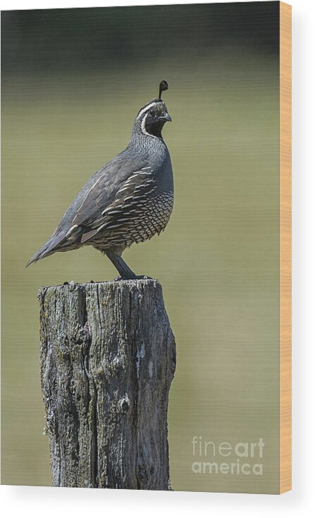 Quail Wood Print featuring the photograph Dan by Craig Leaper