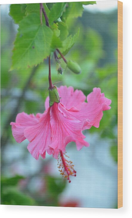 Flower Wood Print featuring the photograph Dancing Lady Pink Hibiscus by Amy Fose