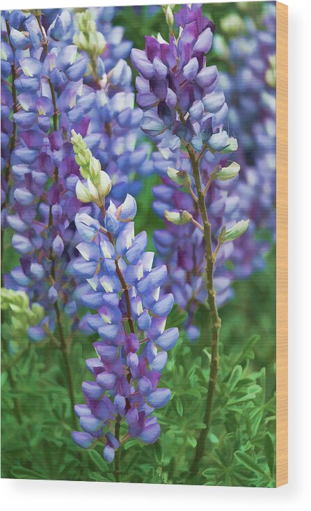 Wildflowers Wood Print featuring the photograph Dancing Lupines - Spring in Central California by Ram Vasudev