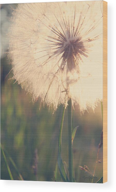 Dandelion Wood Print featuring the photograph Dandelion Sunshine by Nancy Coelho