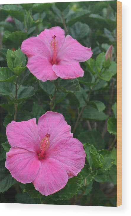 Flower Wood Print featuring the photograph Dark Pink Hibiscus Duo by Amy Fose