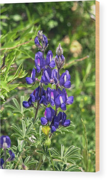 Flower Wood Print featuring the photograph Lupin Flower by Isam Awad