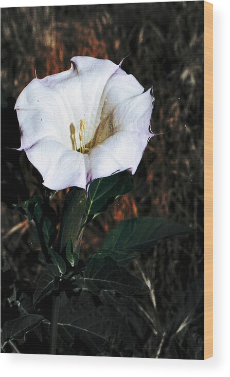 Datura Wood Print featuring the photograph Datura Blossum by Richard Henne